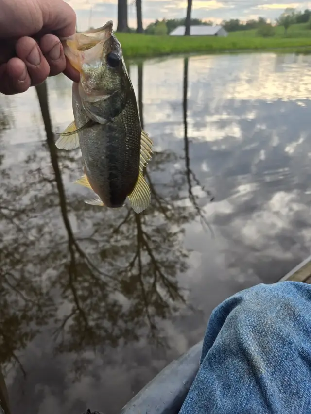 Bass