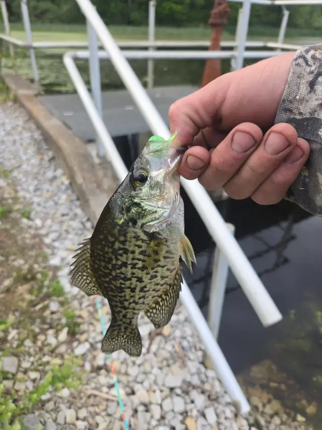 Crappie