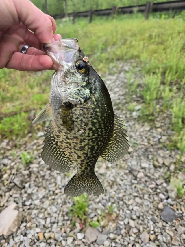 Crappie
