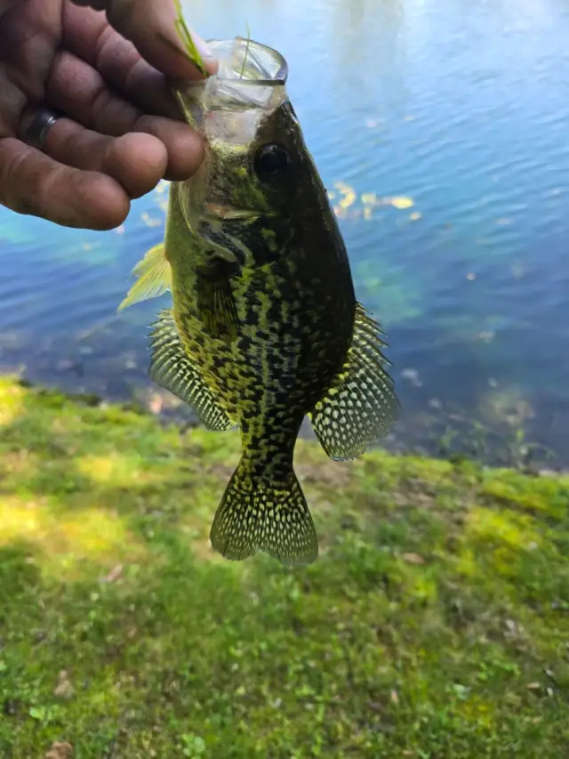 Crappie