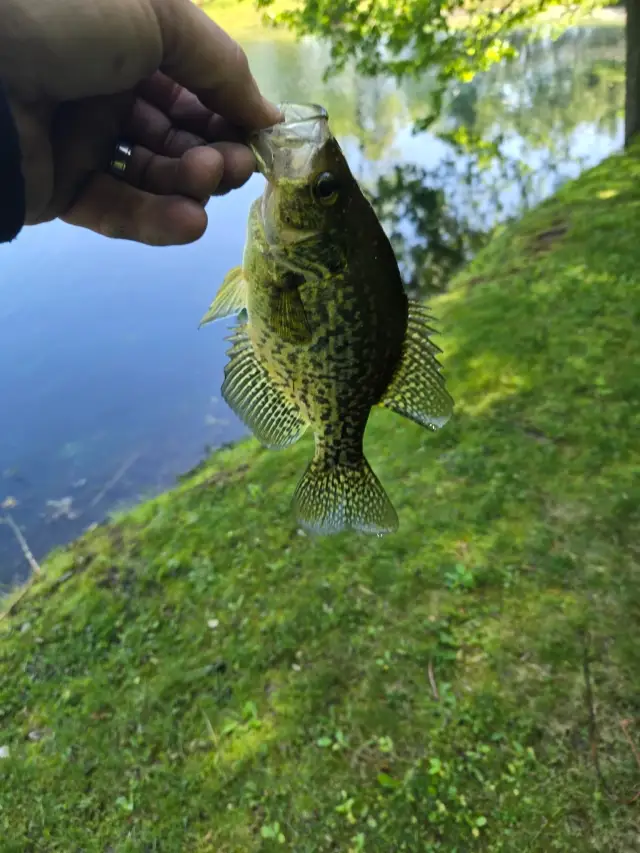 Crappie