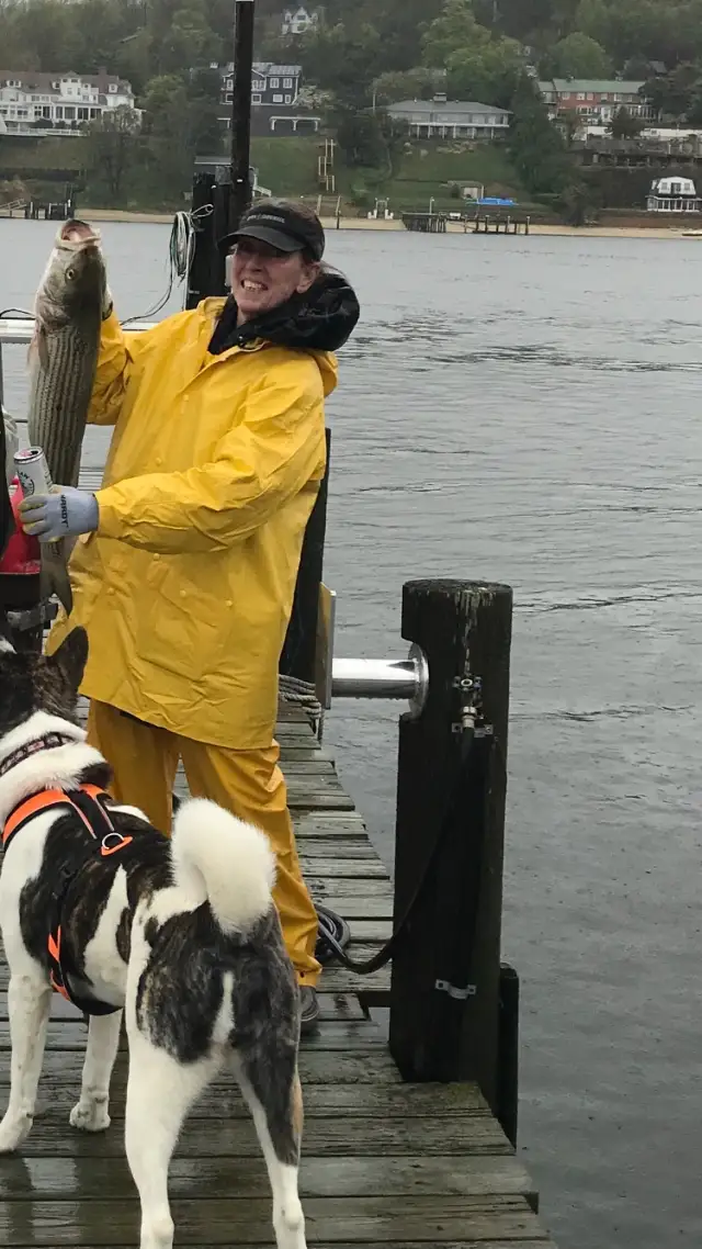 Striped bass