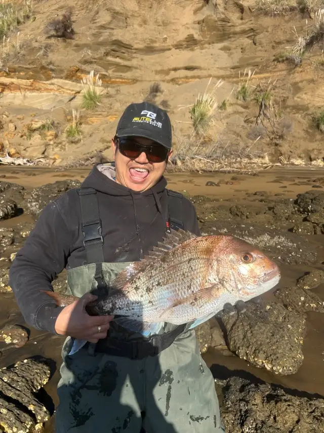 Auckland snapper