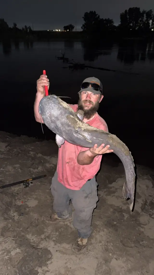 32 lbs blue cat