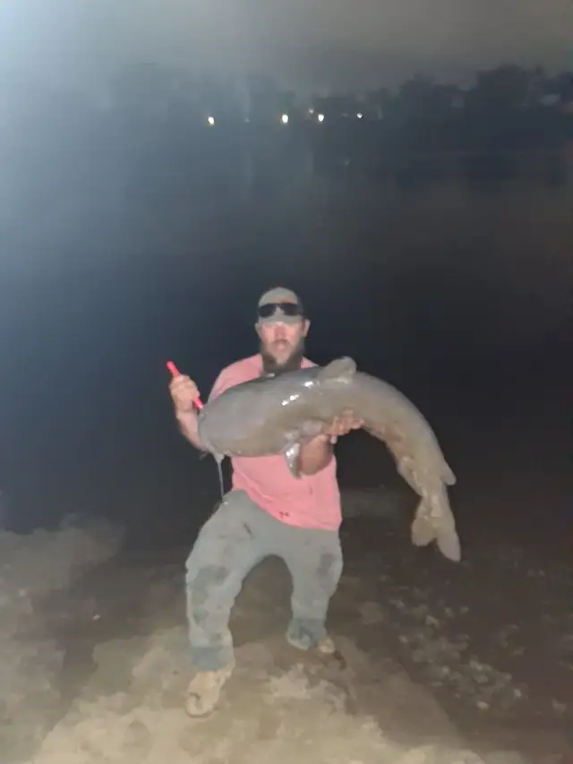61 lbs blue cat
