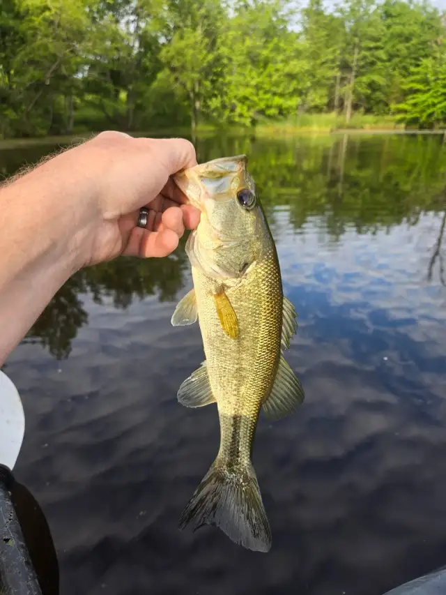 Bass