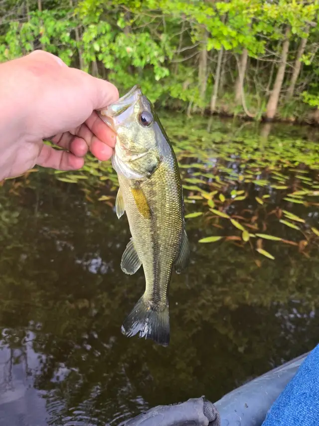 Bass