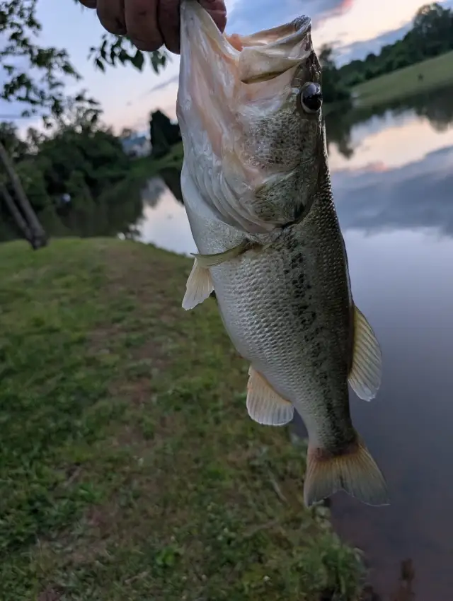 My pb