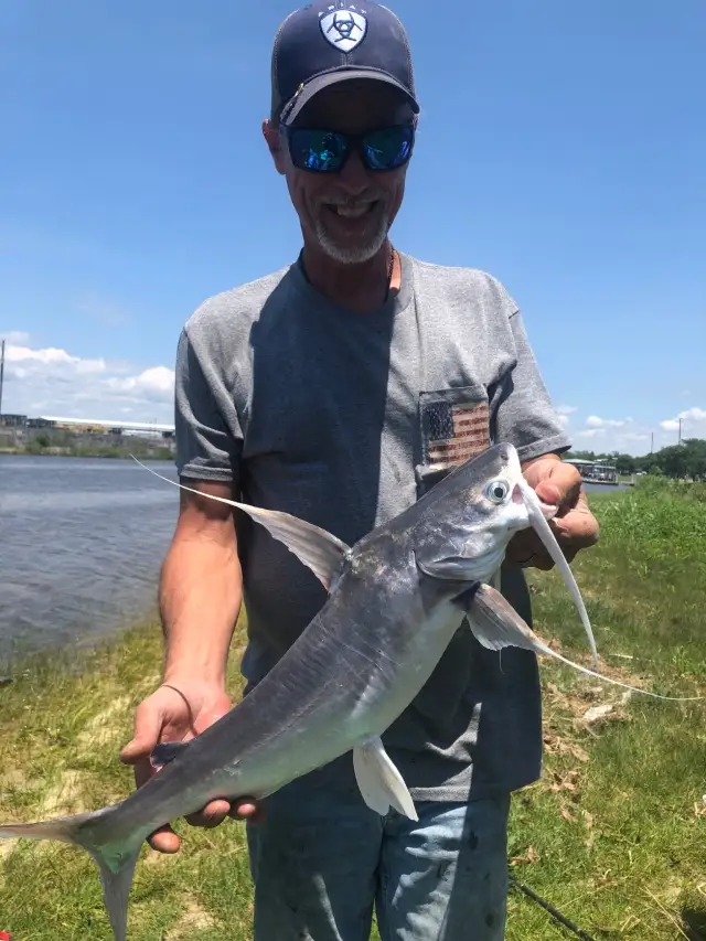 Gaft Topsail Catfish