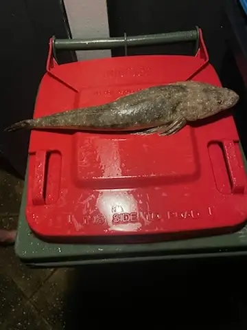Flathead