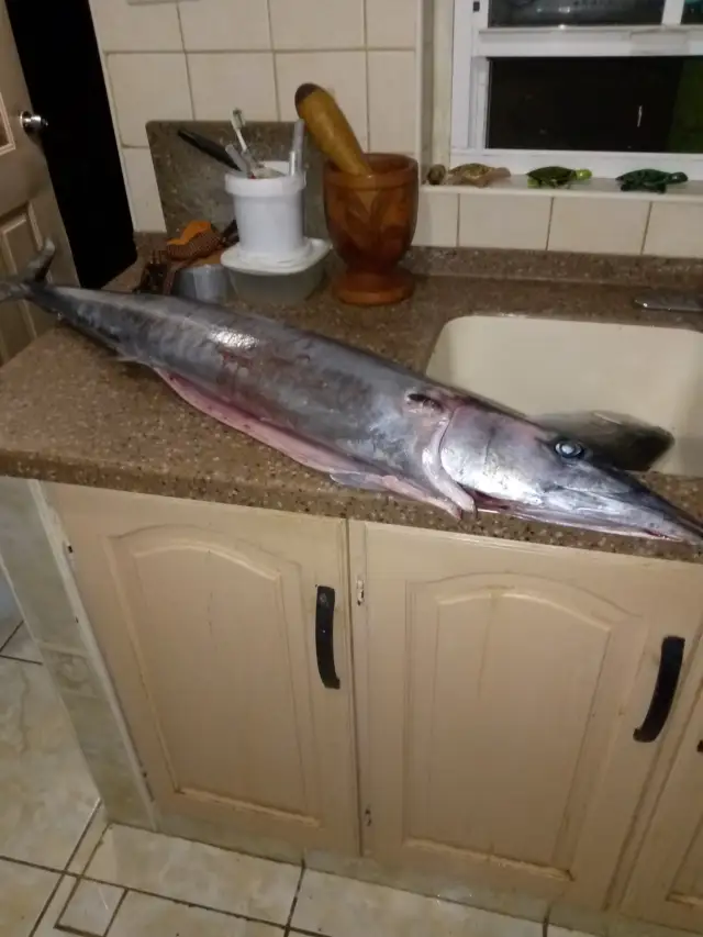 Kingfish caught off Dottins bar.