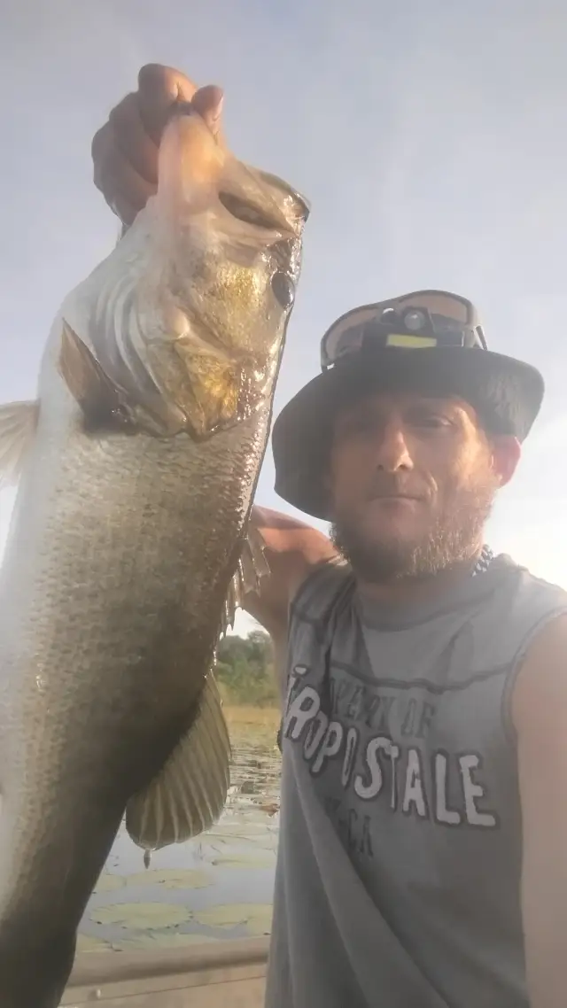 Largemouth bass