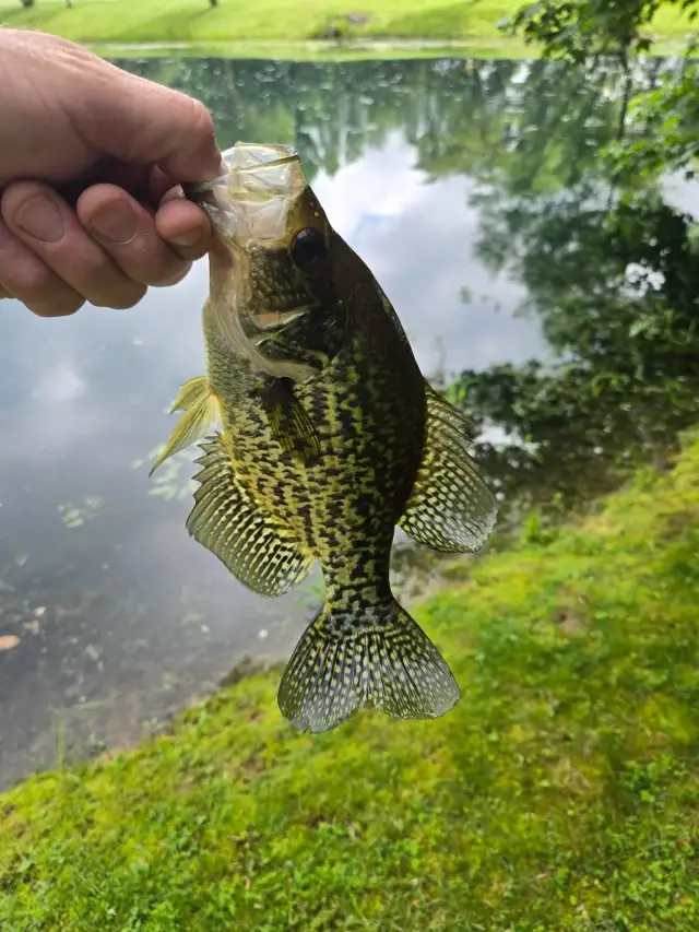 Crappie