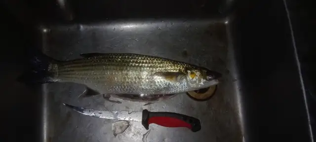 Bull/ stripped Mullet