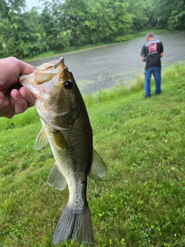 Bass