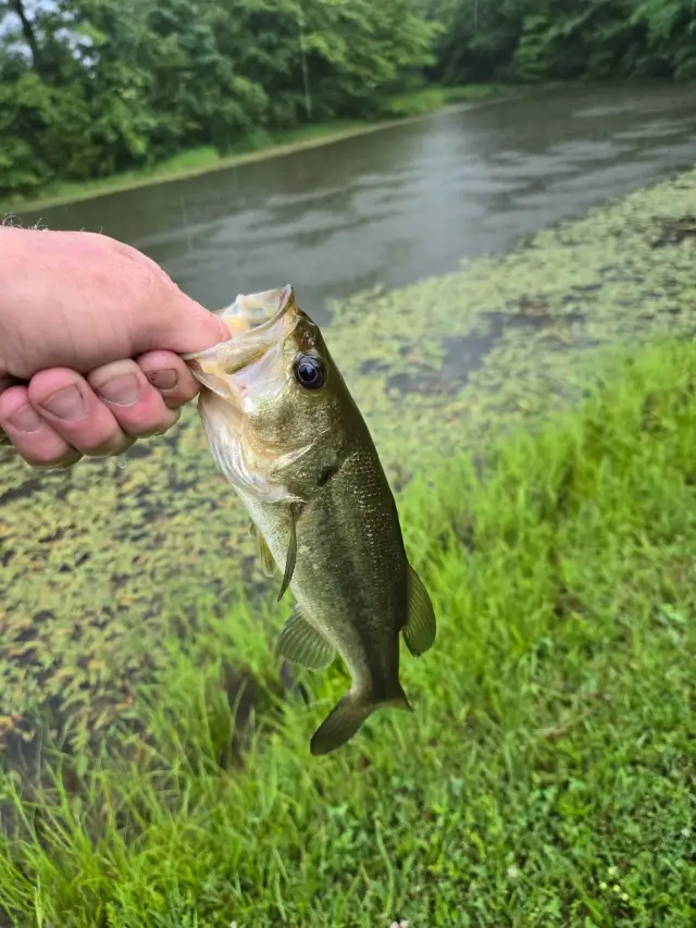 Bass