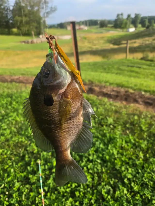 Bluegill