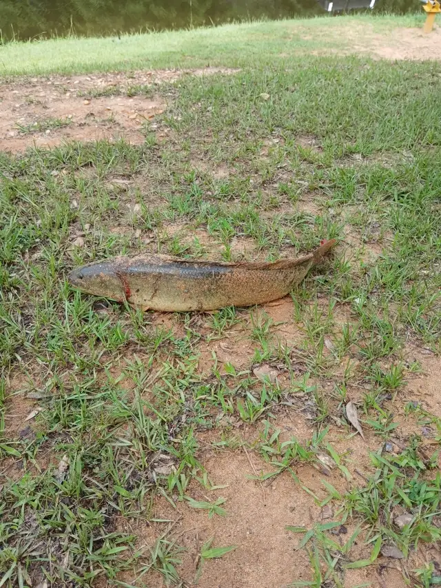 Mudfish