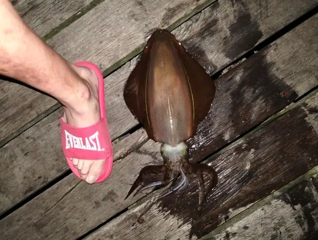 Squid