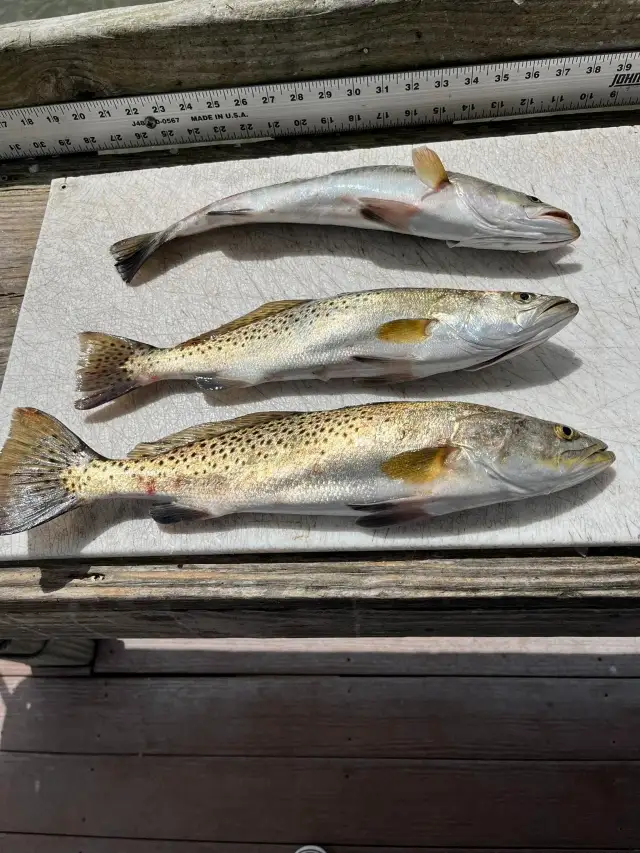 Speckled Trout