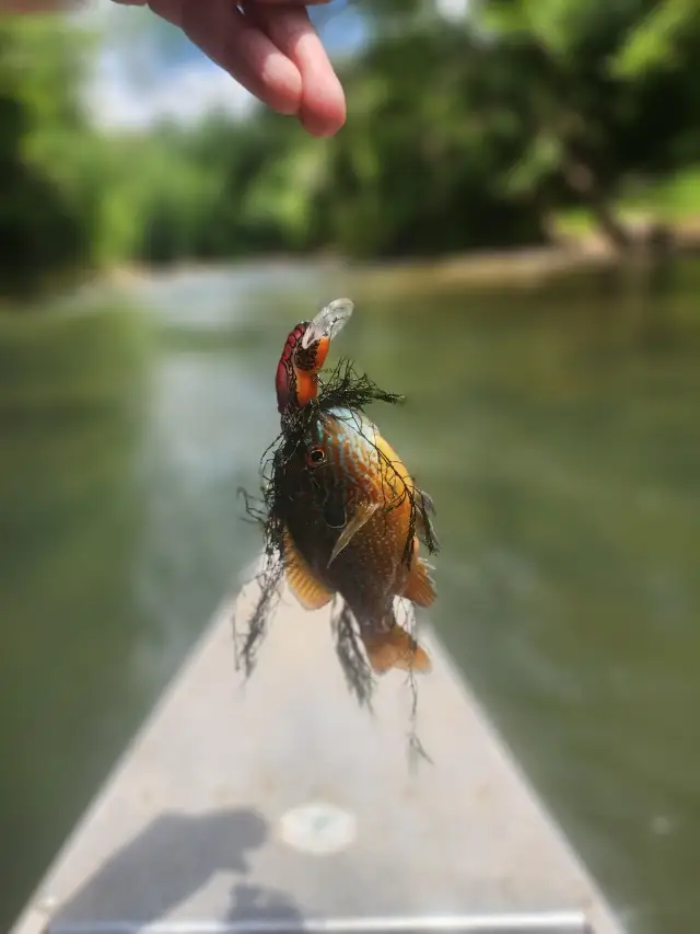 Longear sunfish
