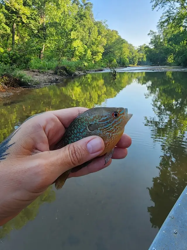 Longear sunfish