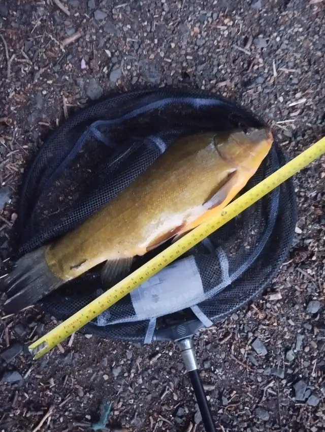 Tench