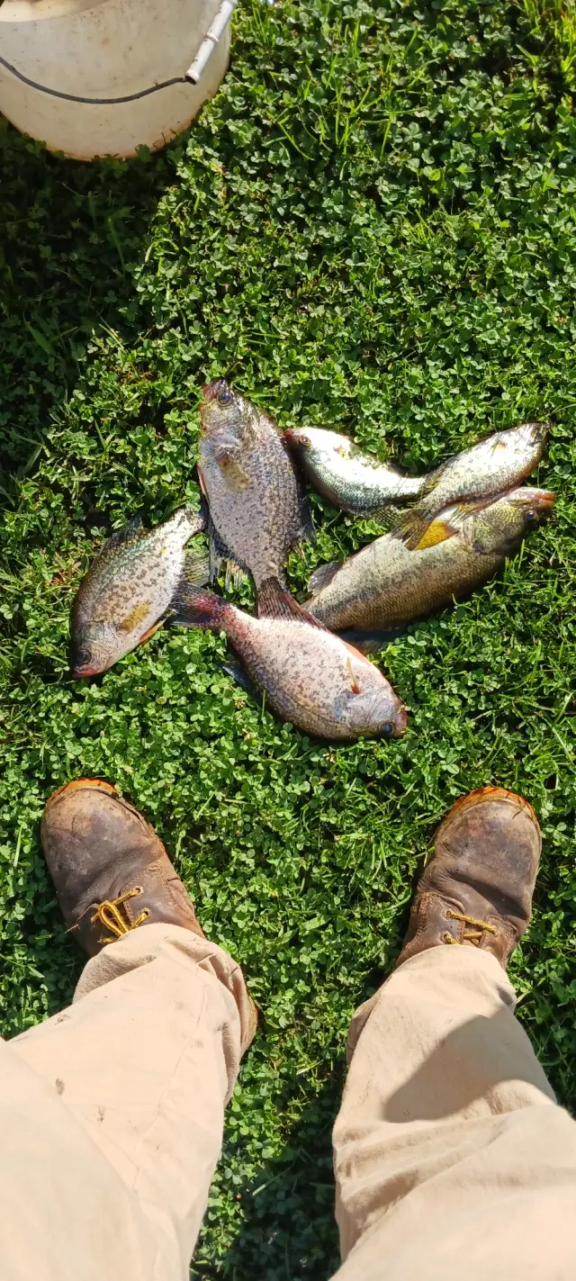Crappie and lmb