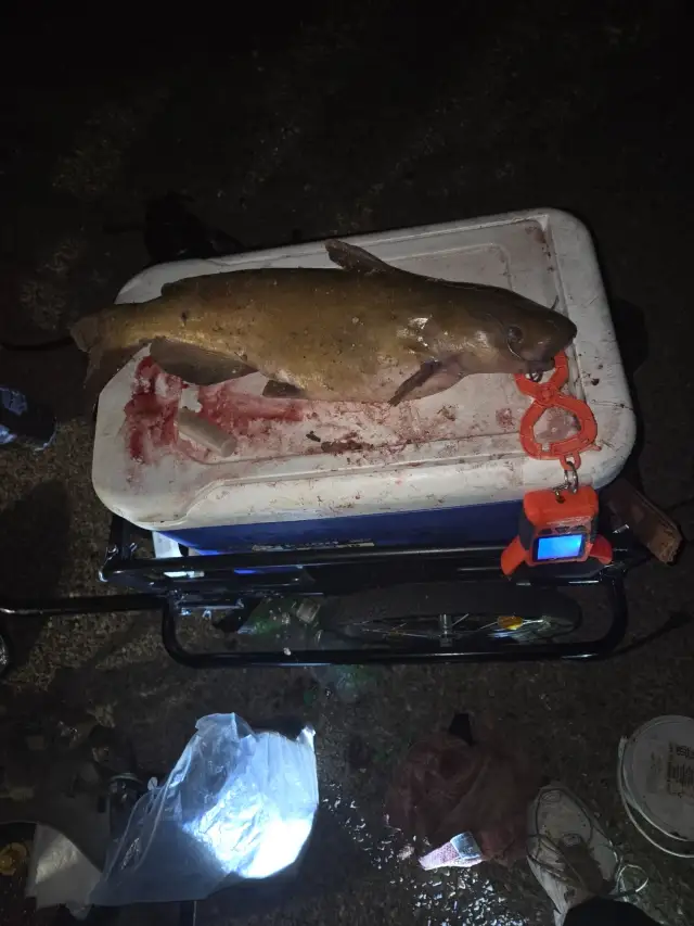 Channel Catfish