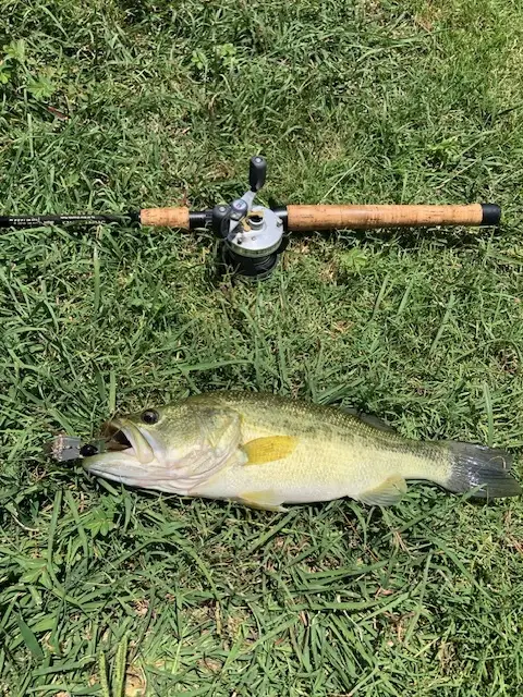 Largemouth Bass