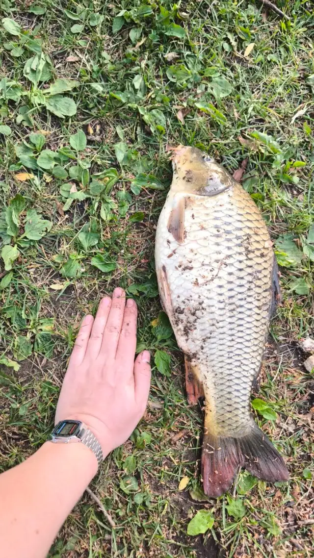 carp fish