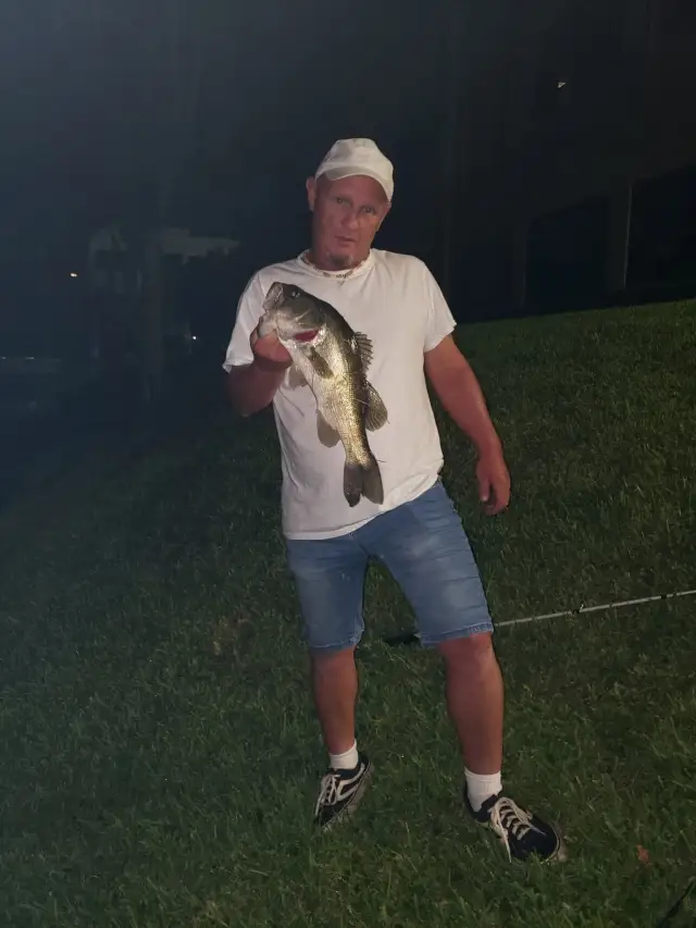 Bass