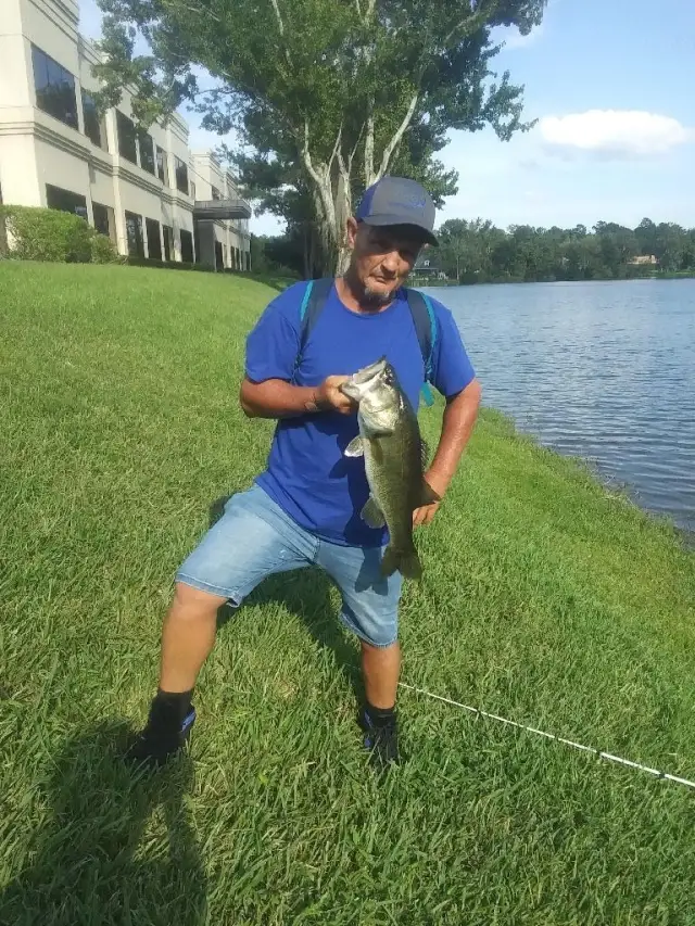 Bass