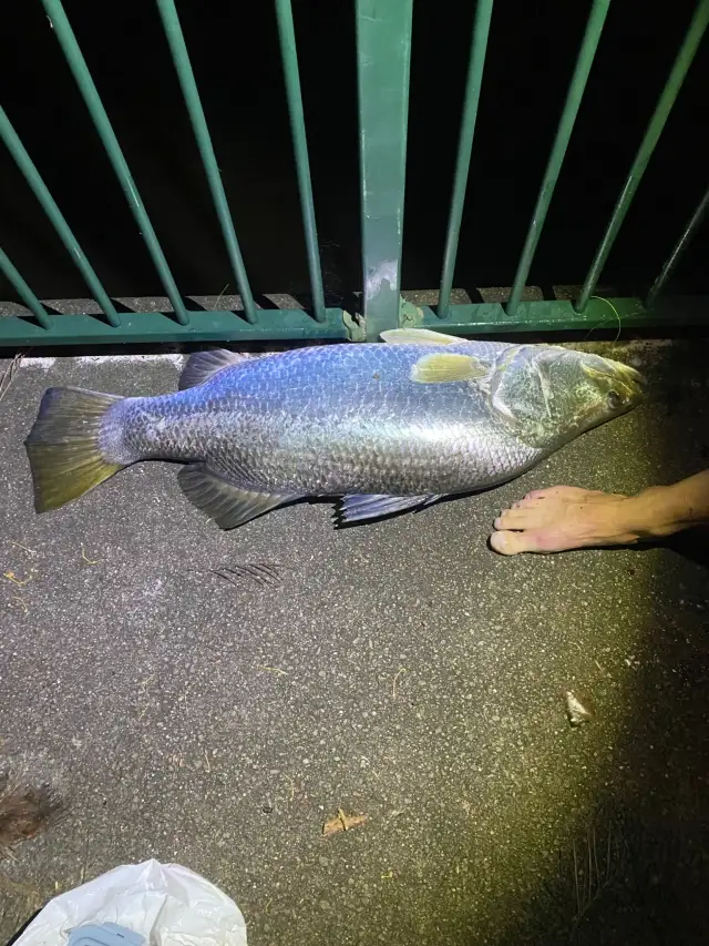 Barramundi
