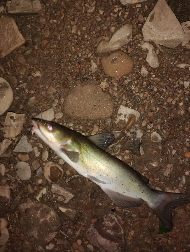 Channel catfish