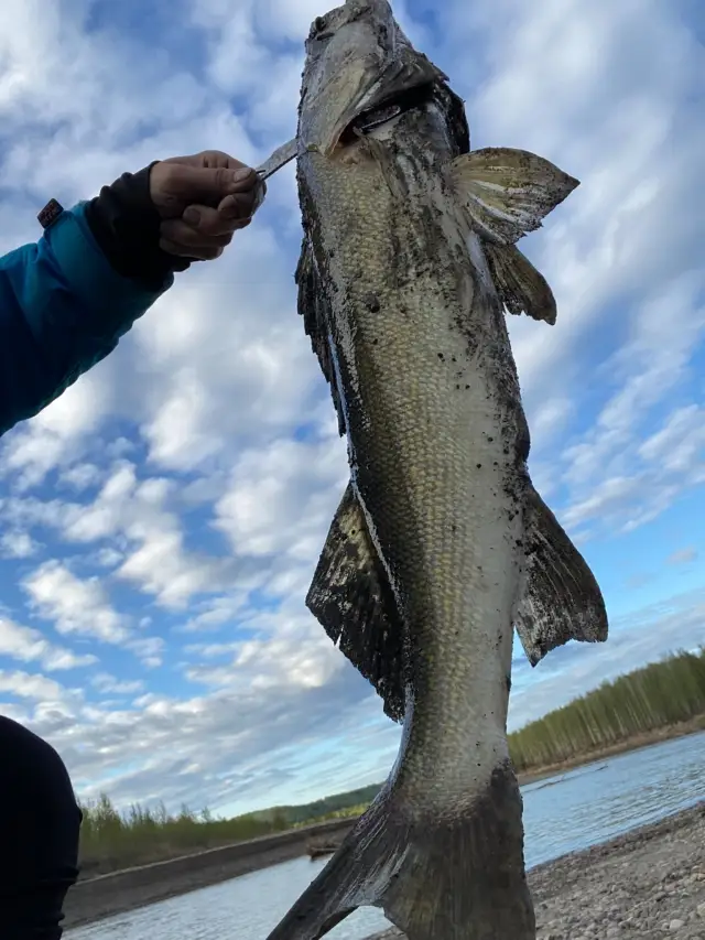 Pickerel