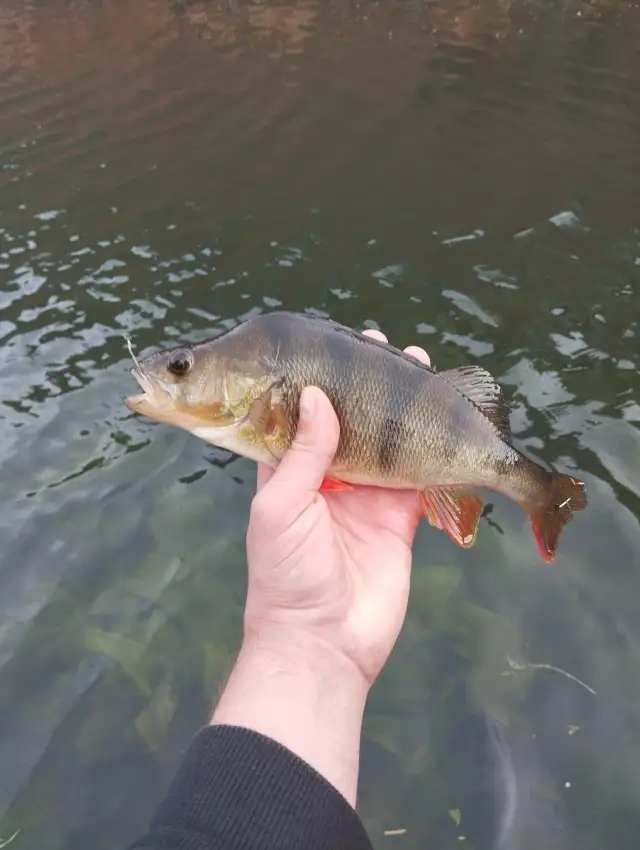 Perch
