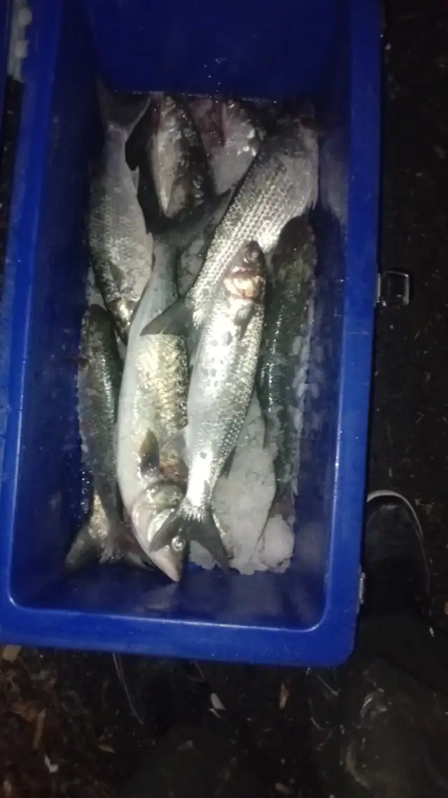 Grey mullet