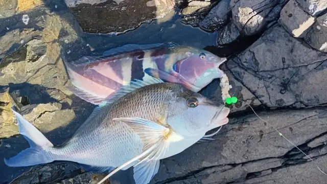 Wrasse and Porae