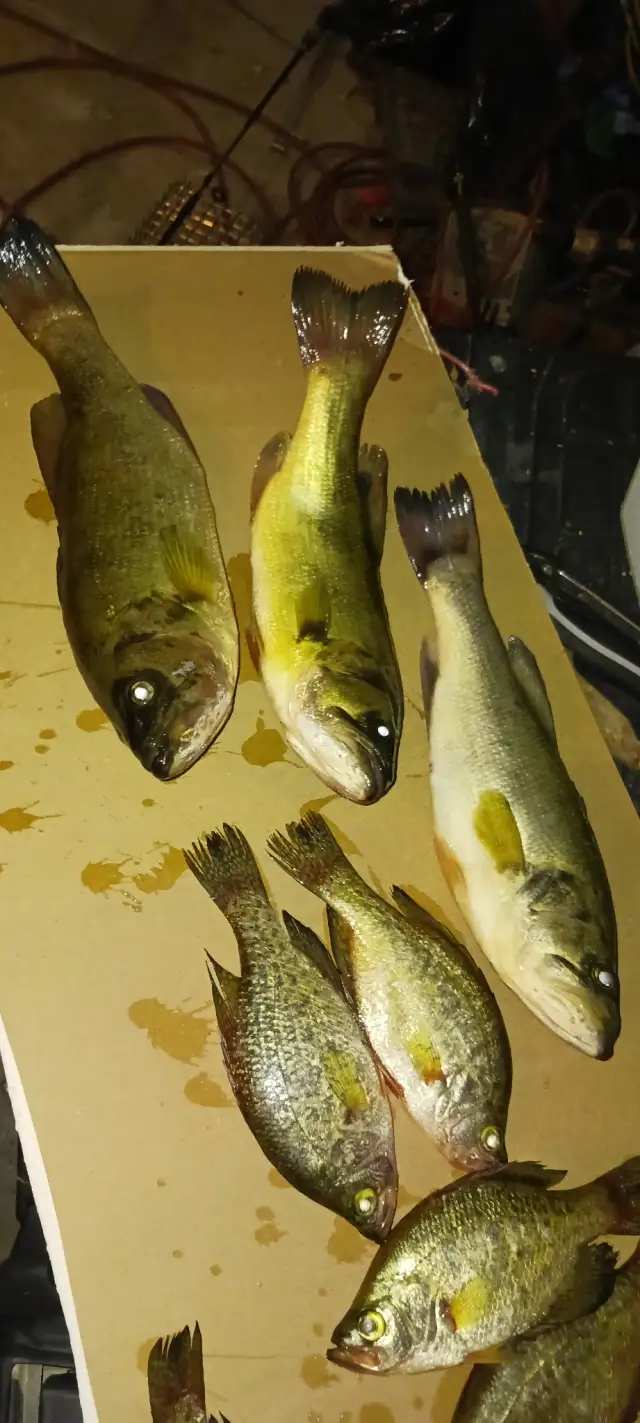 Lmb and crappie