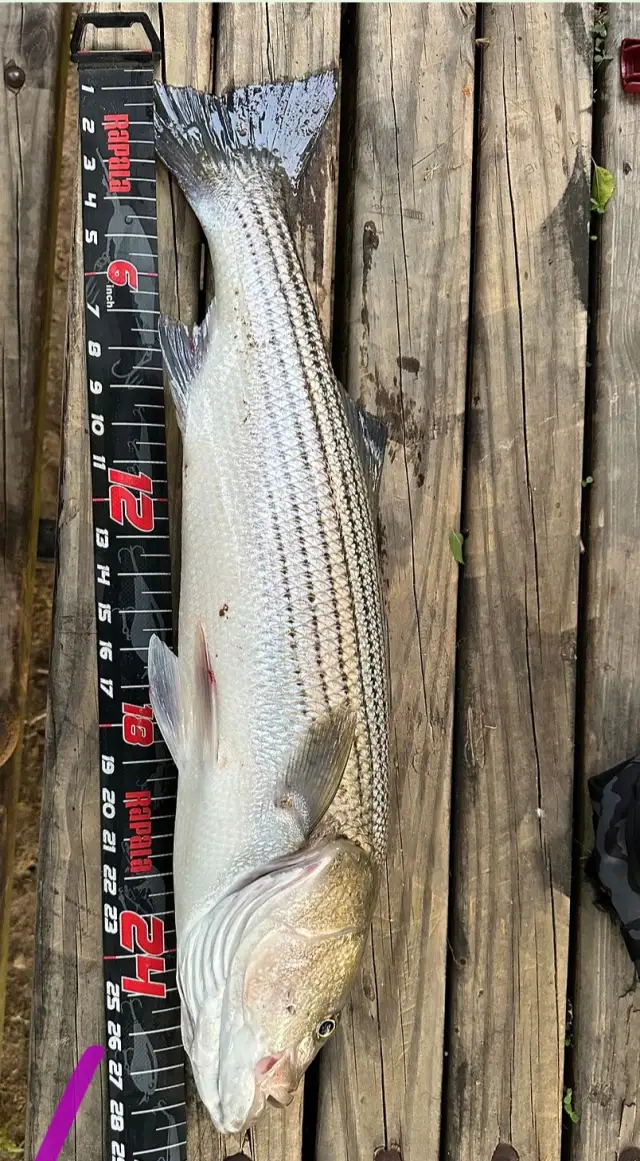 Red drum