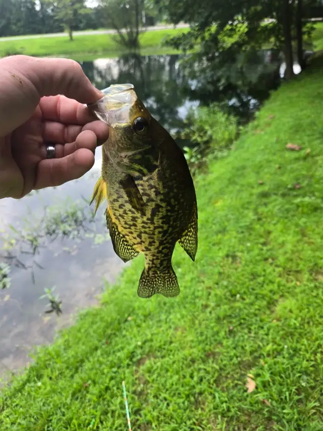 Crappie