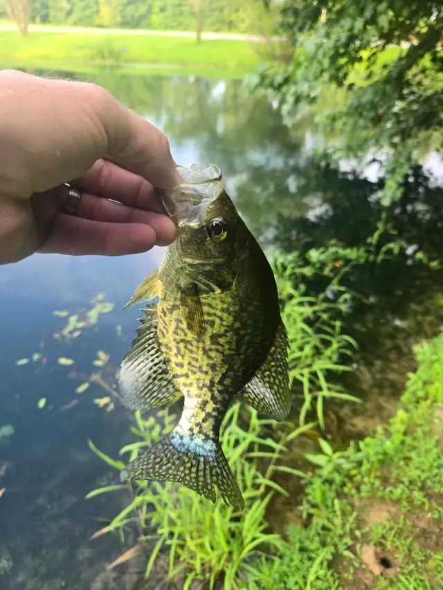Crappie