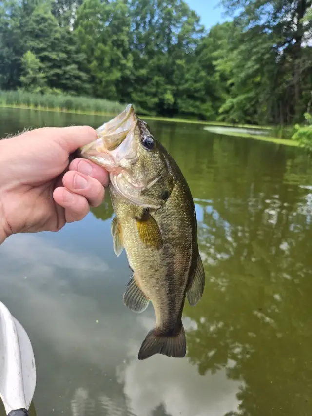Bass