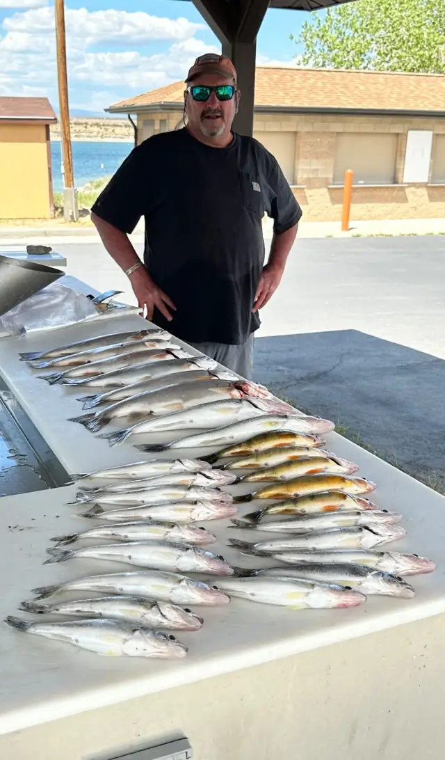 Rainbow trout walleye and perch