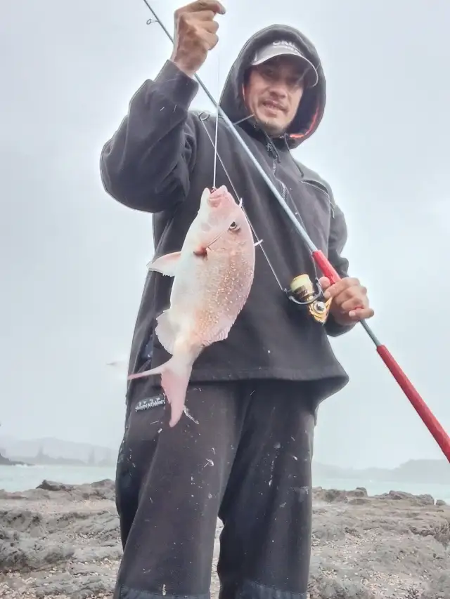 Snapper