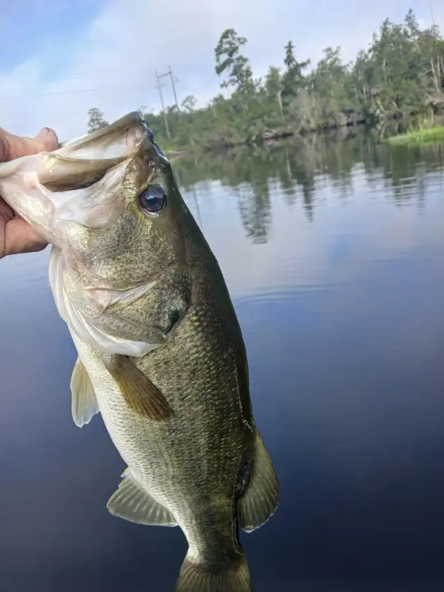 Bass
