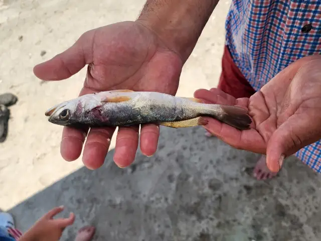 Sand trout