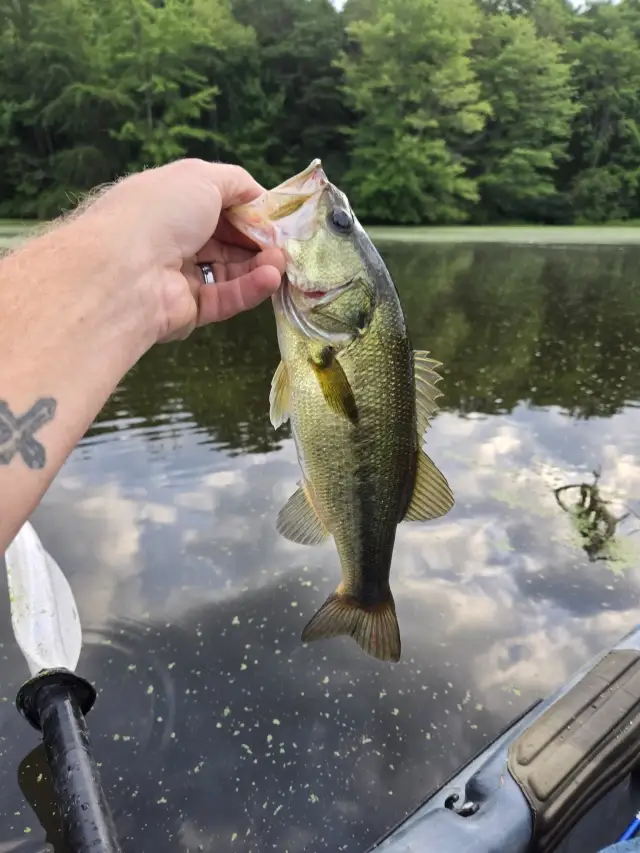 Bass l