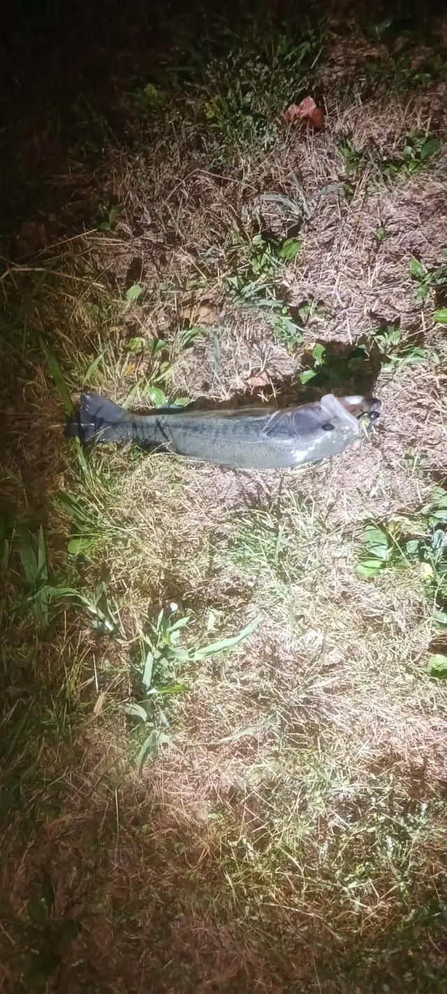 Lmb